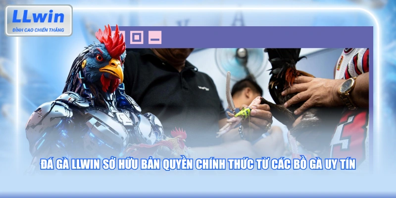 Đá gà LLWIN sở hữu bản quyền chính thức từ các bồ gà uy tín